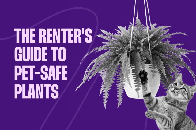 The Renter’s Guide to Pet-Safe Plants