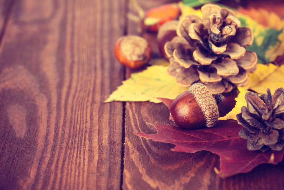 acorns and pinecones