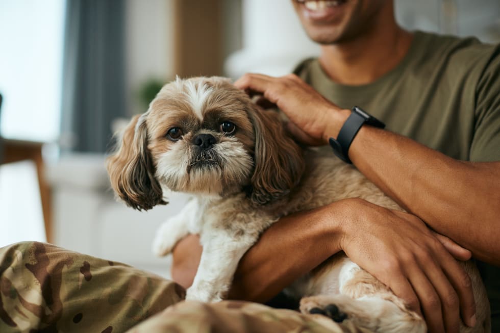 Shih Tzu best dogs for apartments