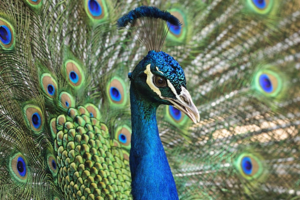 Beautiful turquoise blue and green hues of peacock with courtship tail open as backdrop. Location is Reid Park Zoo in Tucson, Arizona, where peafowl roam free.