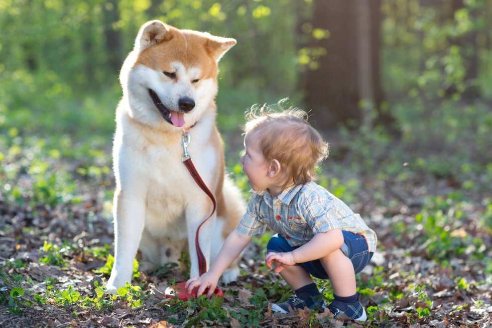 quiet-dog-breeds-akita