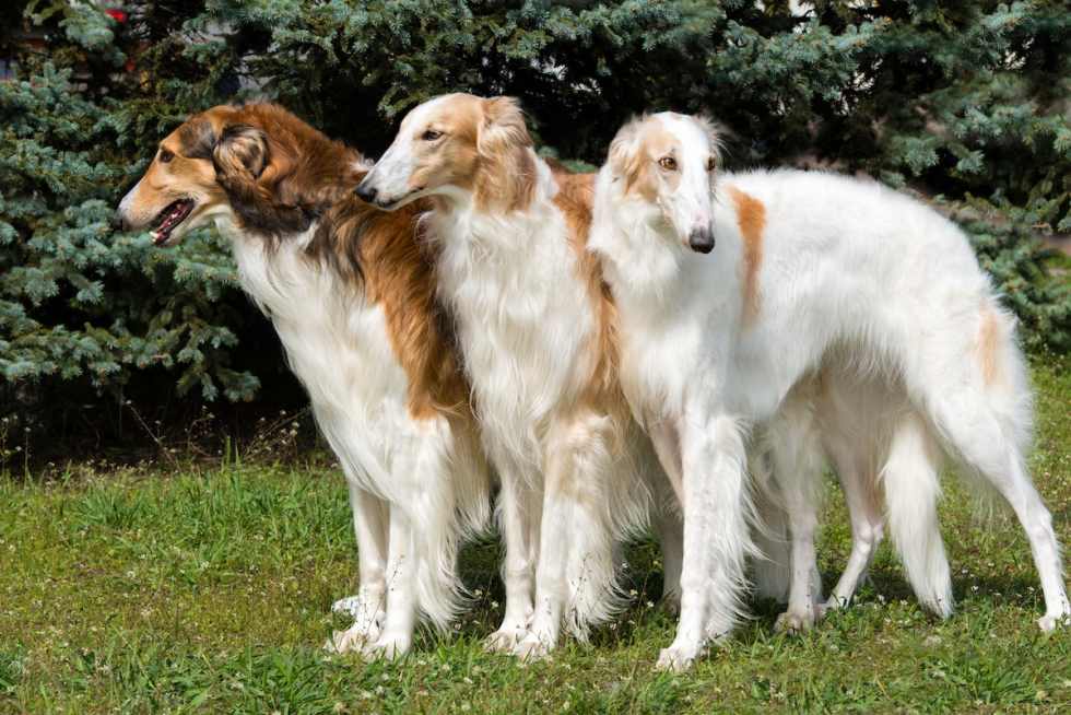 quiet-dog-breed-borzoi