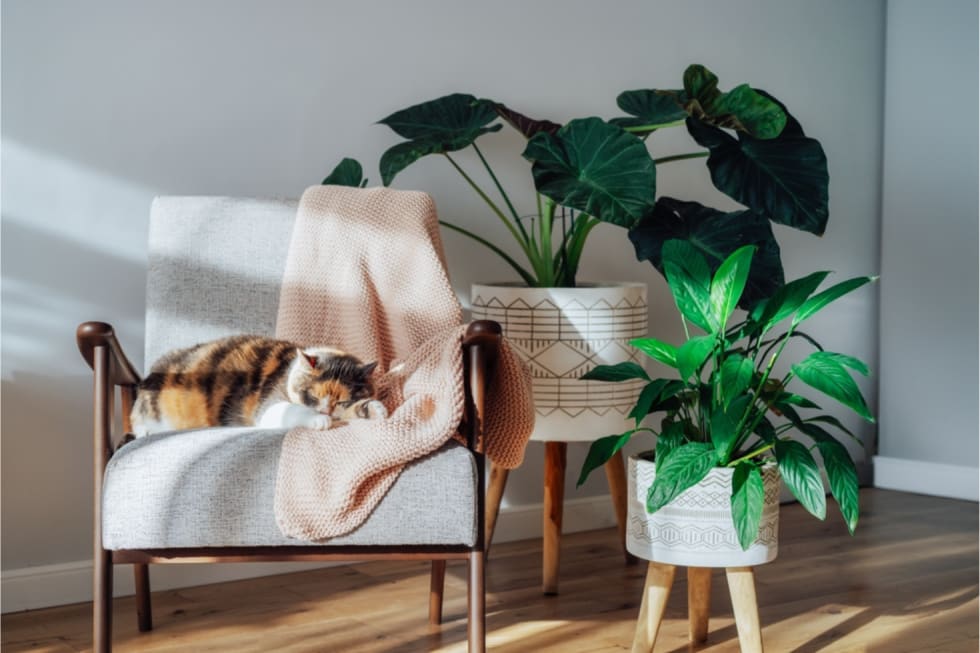 pet-friendly-vs-pet-tolerant-2