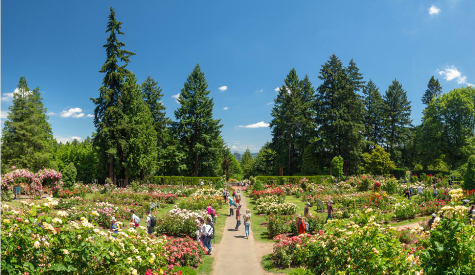 International Rose Test Garden