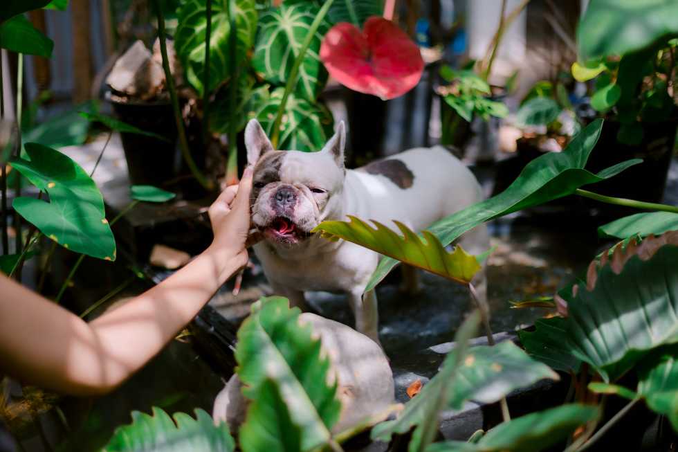 Pet-safe plants with dog