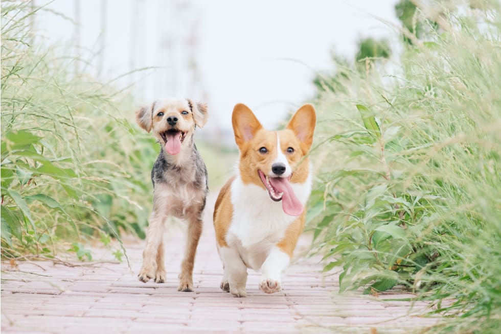 two dogs running