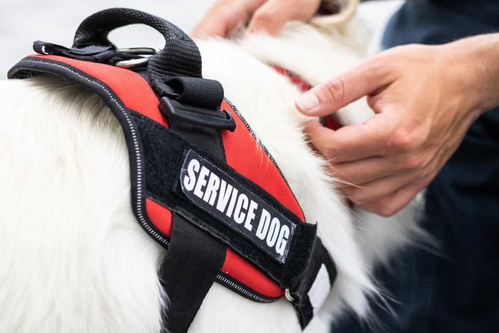 Man with disability with his service dog