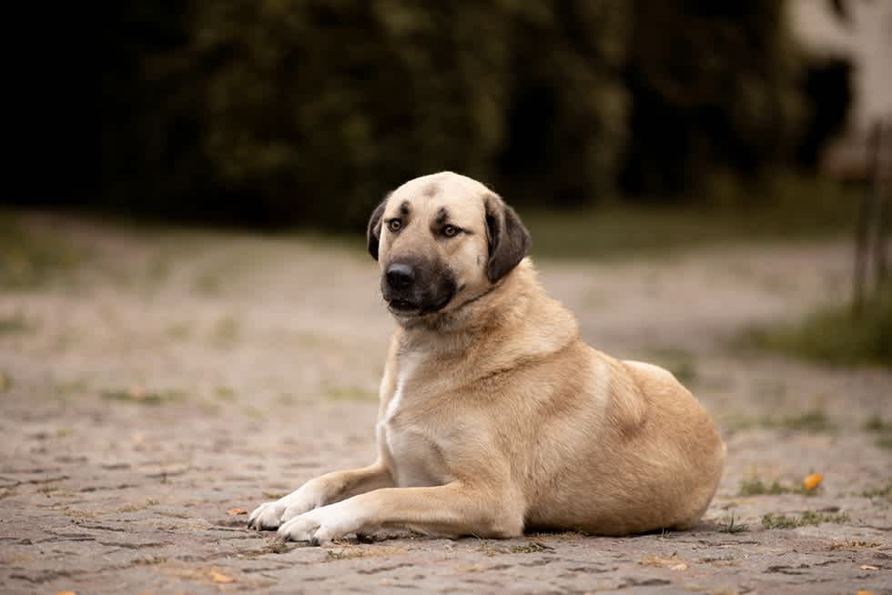 Kangal - Apartmentlist