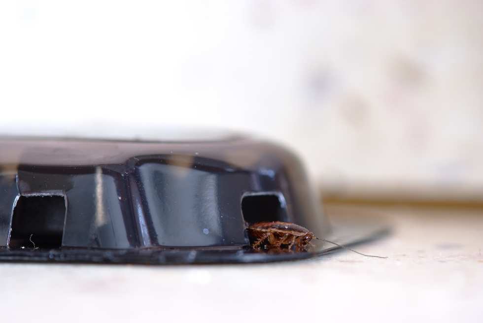 get-rid-of-cockroaches-bait-trap