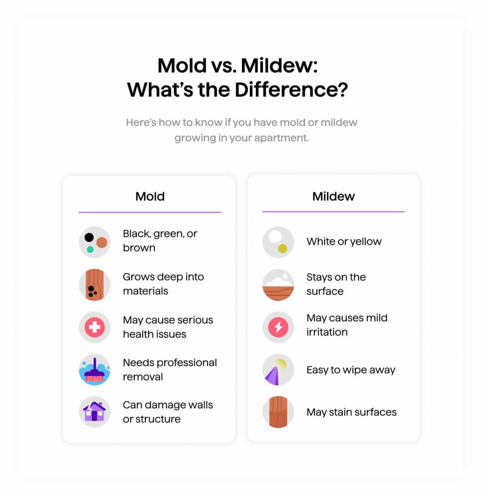 Mold vs Mildew What is the Difference