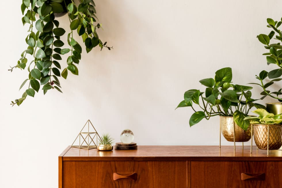 Plants on dresser