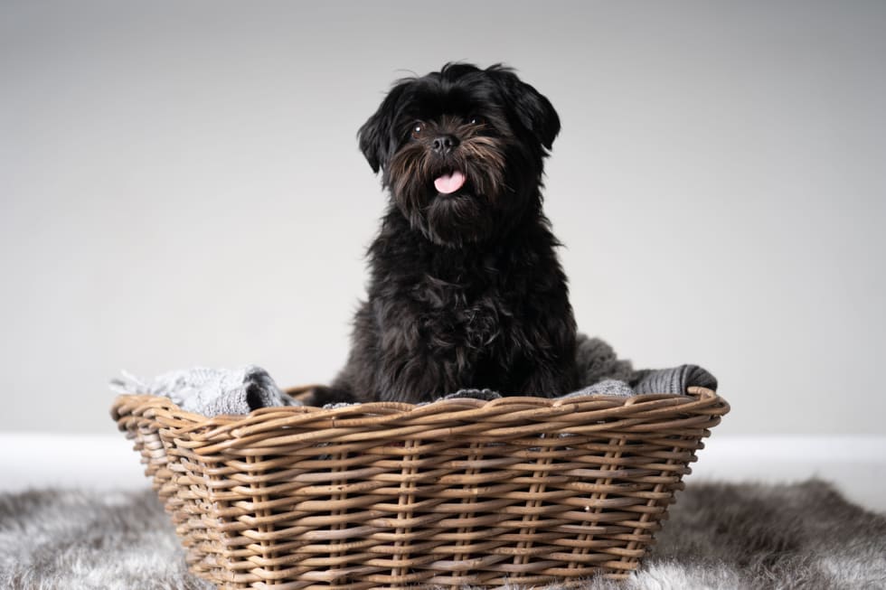 Affenpinscher-best-dogs-for-apartment