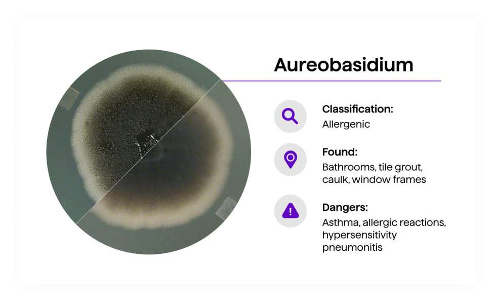 Aureobasidium