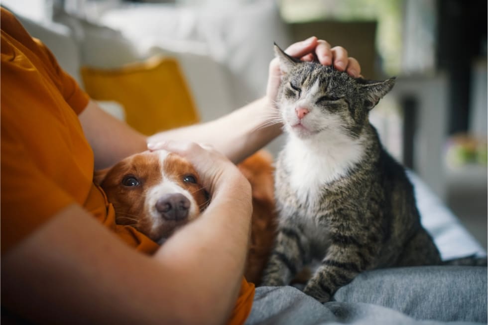 pet-friendly-amenities-1