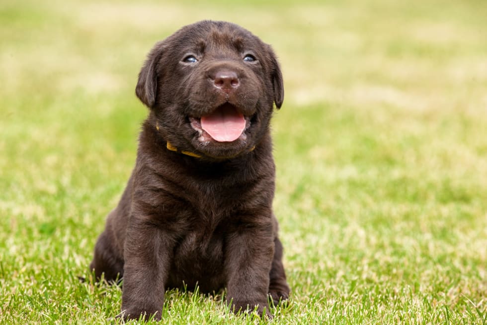 puppy on the grass