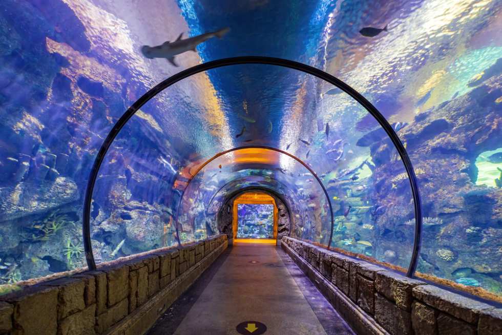 Shark Reef Aquarium at Mandalay Bay Las Vegas