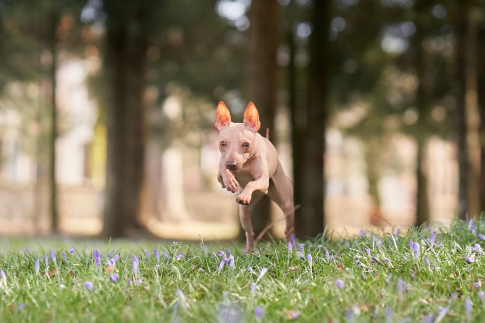 American Hairless Terrier
