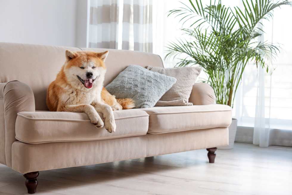 Akita - Apartment List