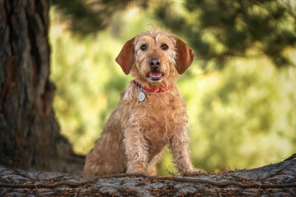 Basset Fauve de Bretagne best dogs for apartments 