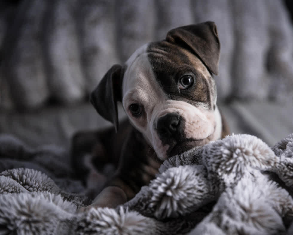 American Bulldog - Apartment List