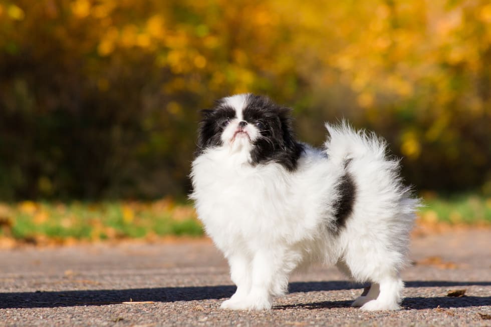 Japanese Chin best dogs for apartment