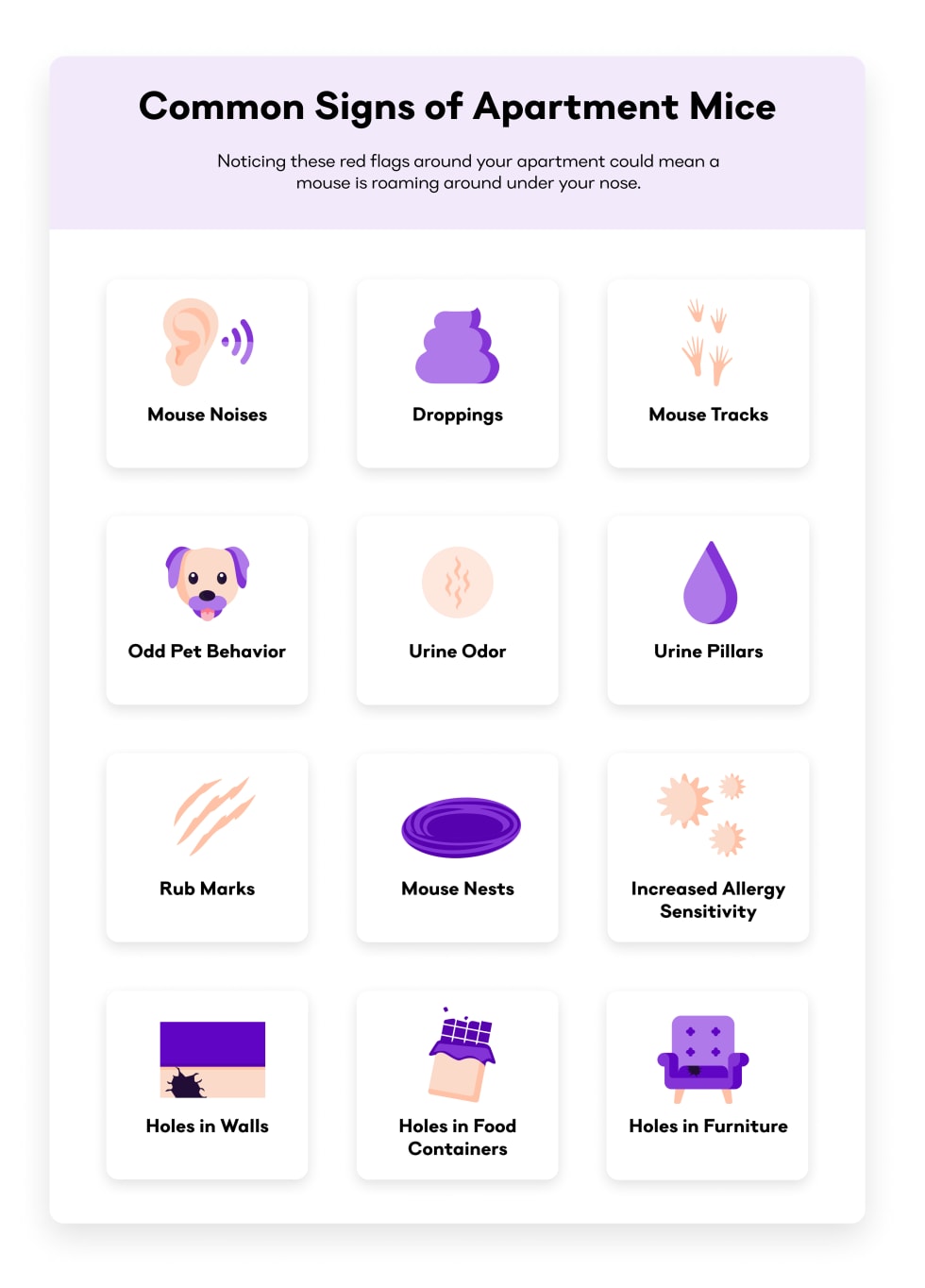 Common Signs of Apartment Mice
