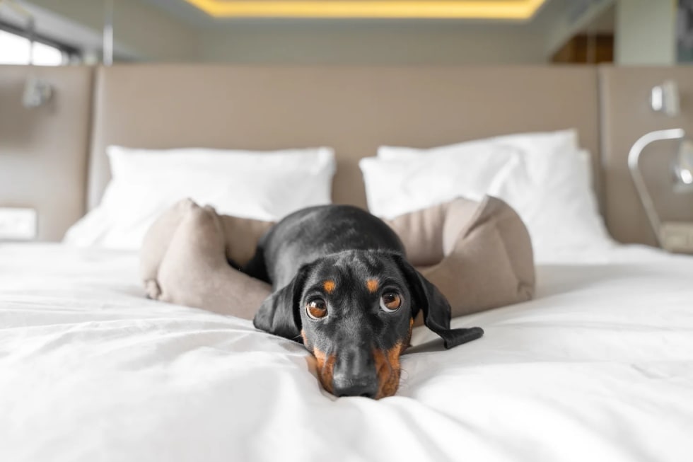 Dachshund best dogs for apartment