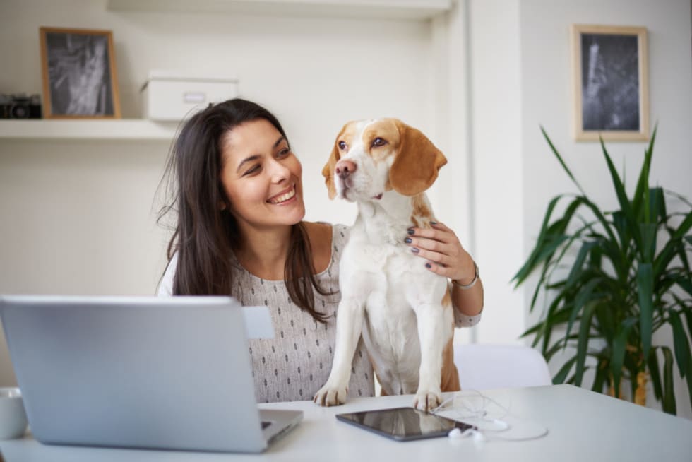 Working from home with dog