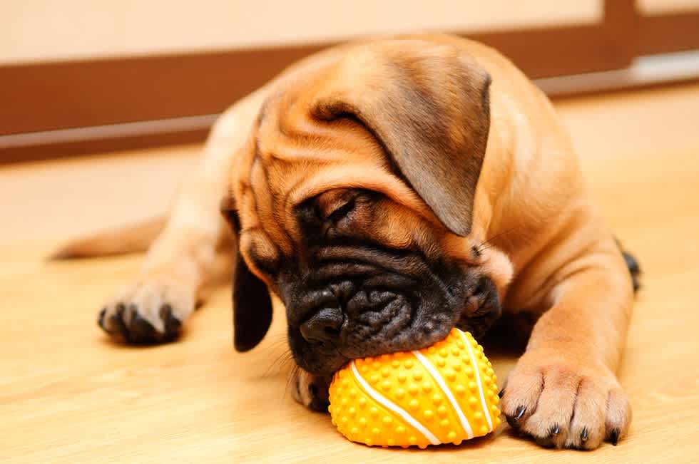 Bullmastiff - Apartment List