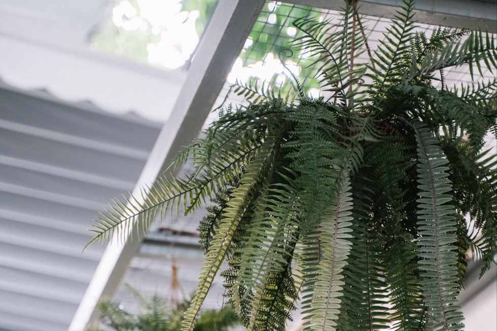 Boston fern