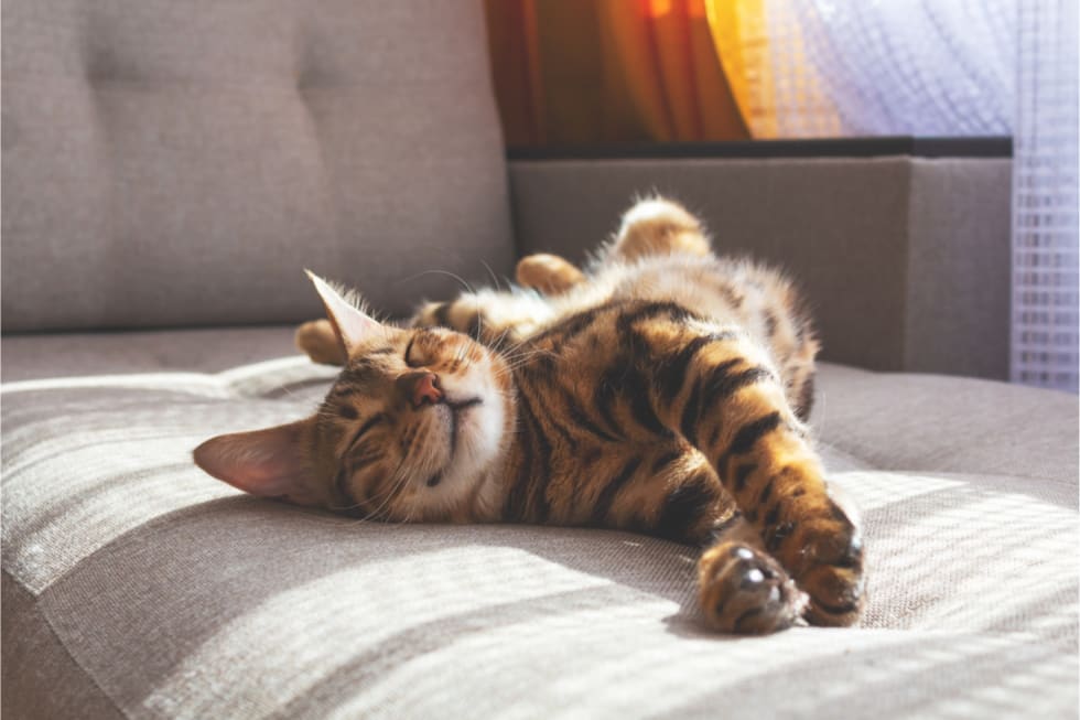 pet-friendly-amenities-3