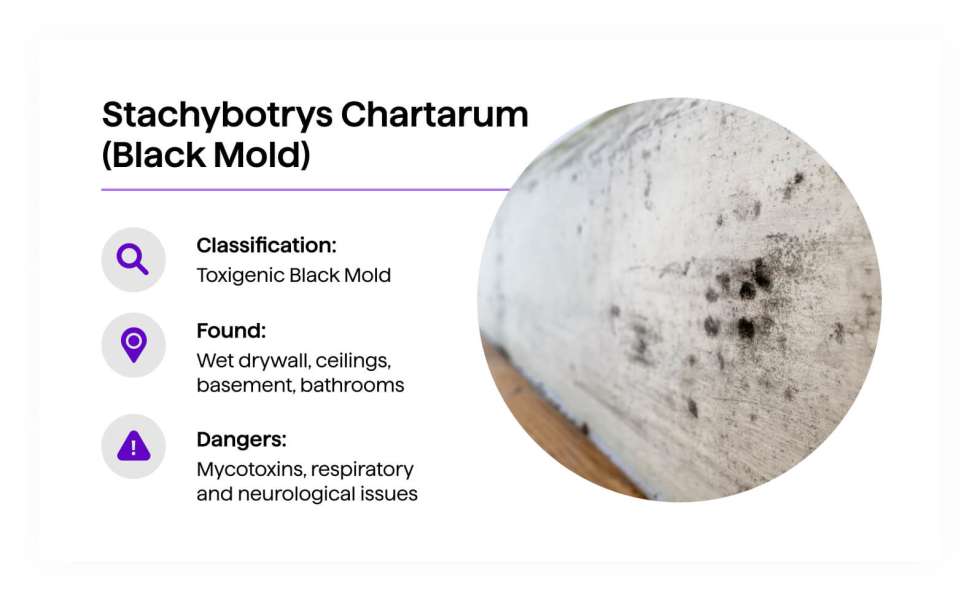 Stachybotrys Chartarum - Black Mold
