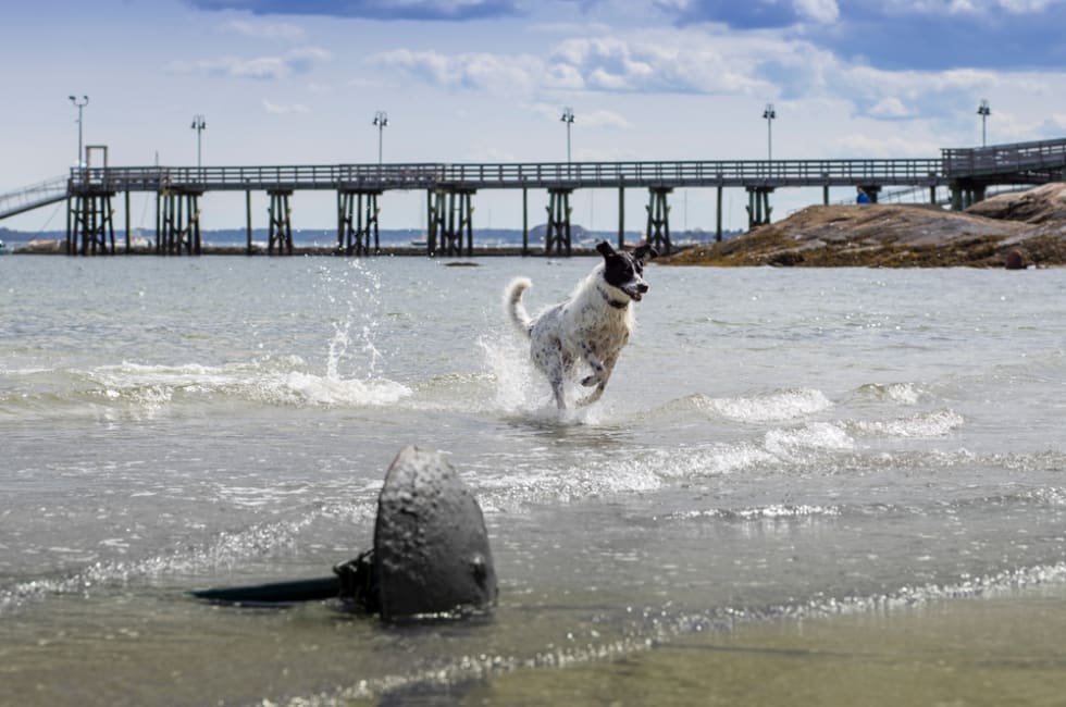 Black and white dog playing on the beach in Falmouth in the summer to showcase the best places to live in Maine - Apartment List