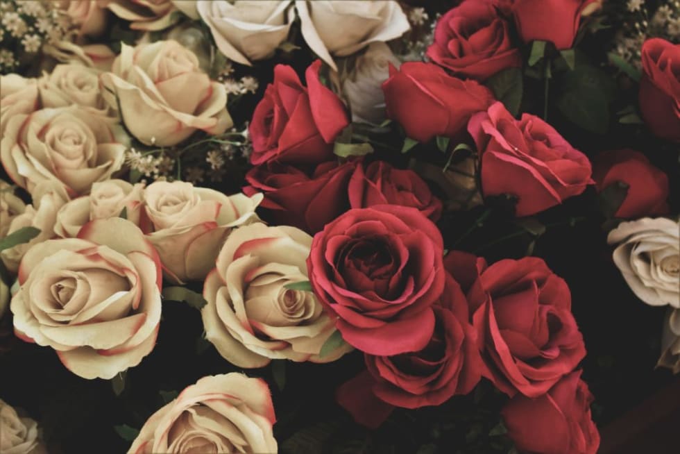 Winter roses
