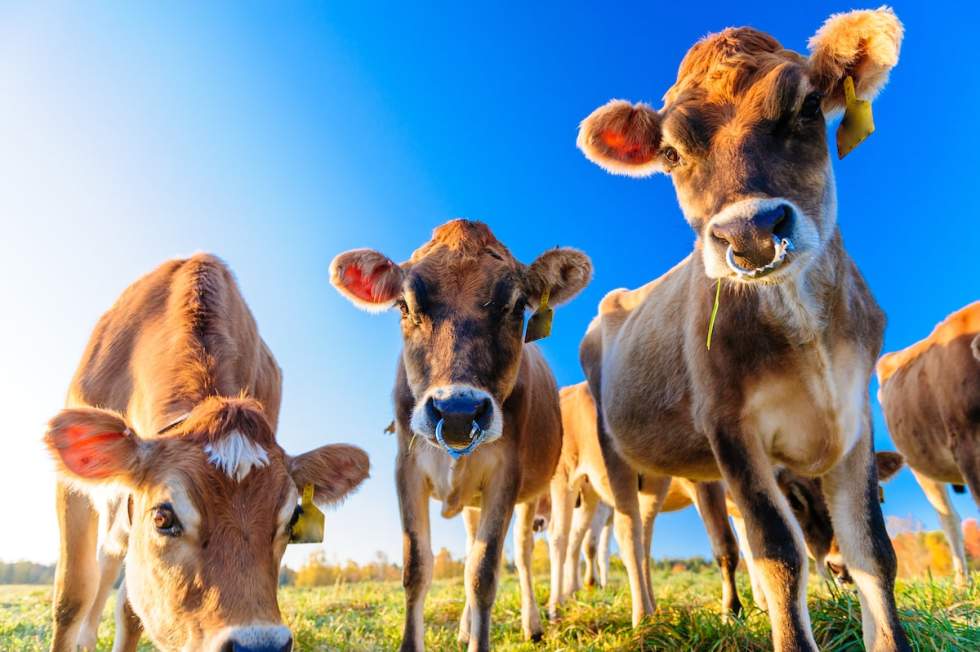 moving-to-vermont-dairy