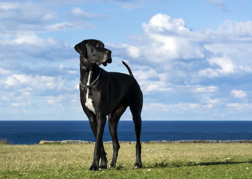 quiet-dog-breeds-great-dane