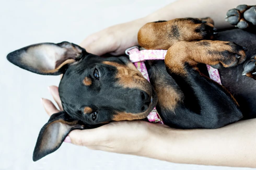 Toy Manchester Terrier best dogs for apartment