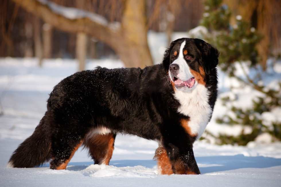 quiet-dog-breeds-bernese-mountain-dog