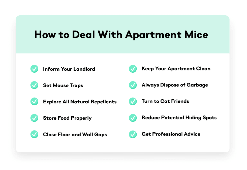 How to Deal With Apartment Mice