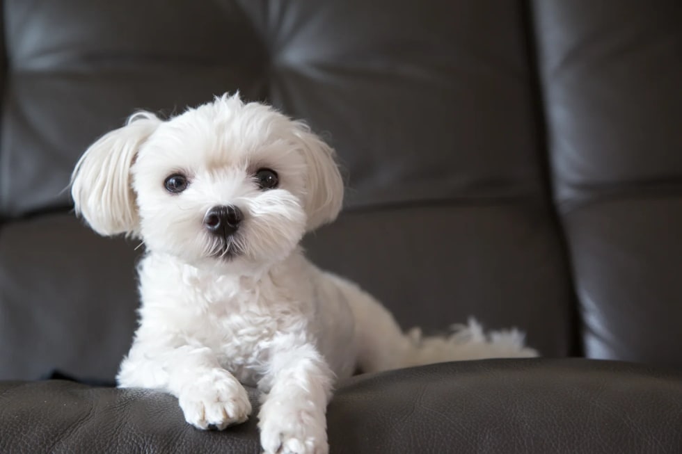 Maltese best dogs for apartment