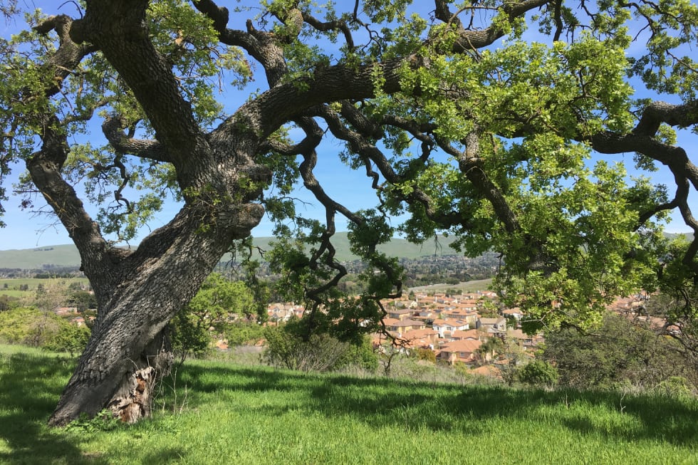 walnut creek cities near san francisco