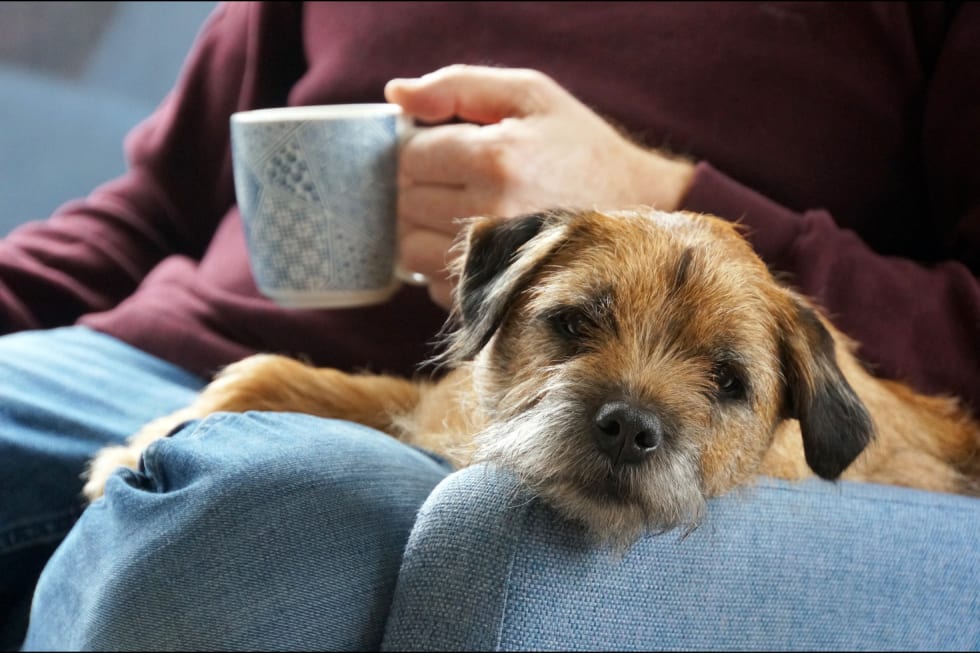 Border Terrier best dogs for apartment