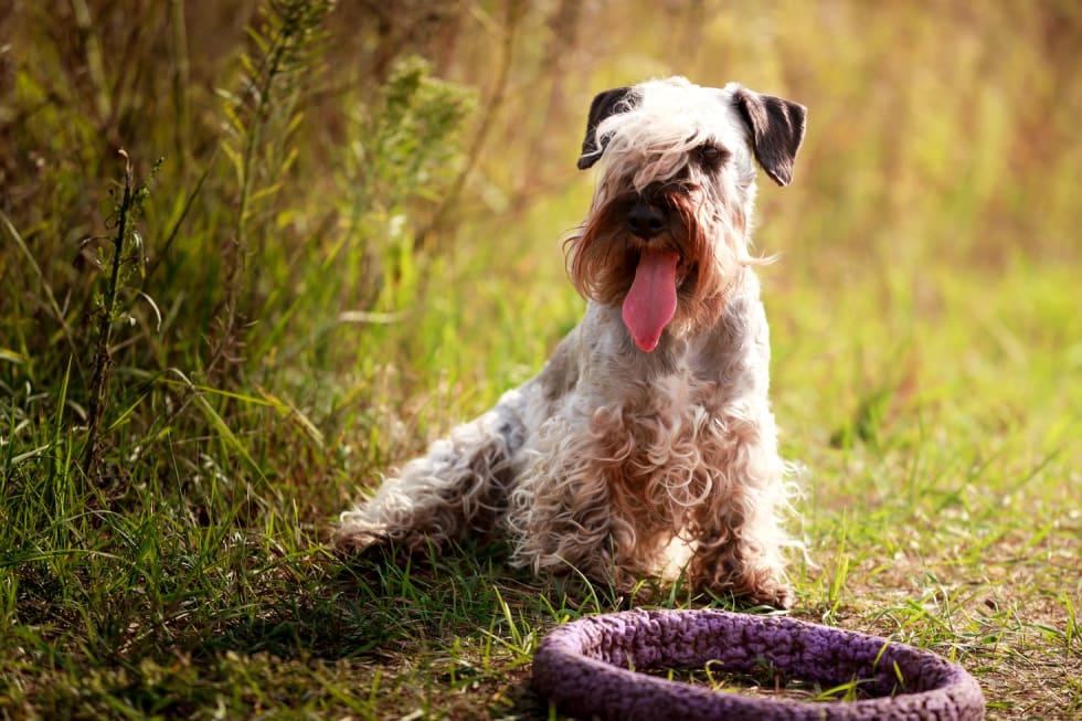 Cesky Terrier