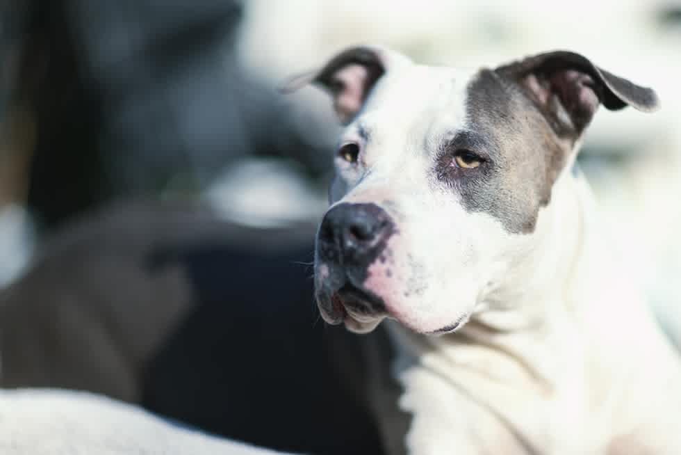 Staffordshire Bull Terrier - Apartment List