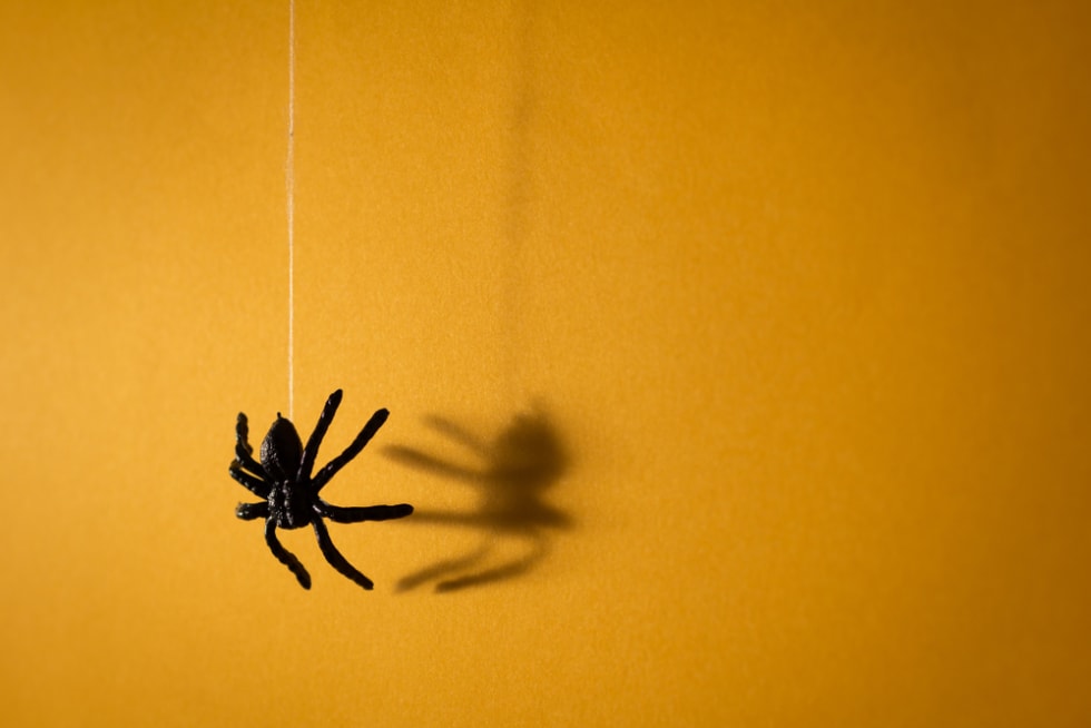 hanging spider
