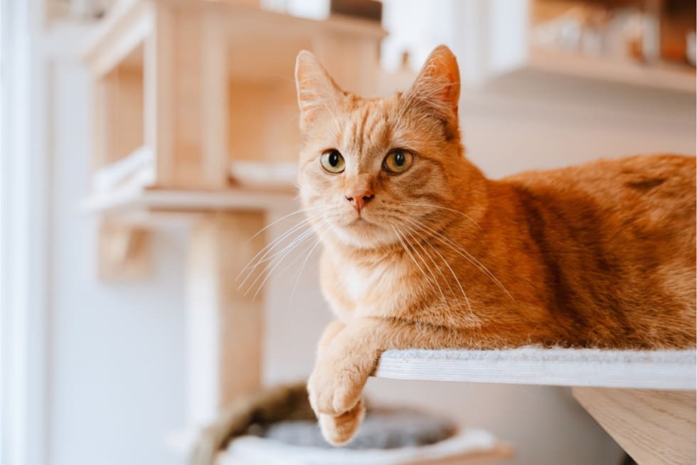 does-renters-insurance-cover-pets-2