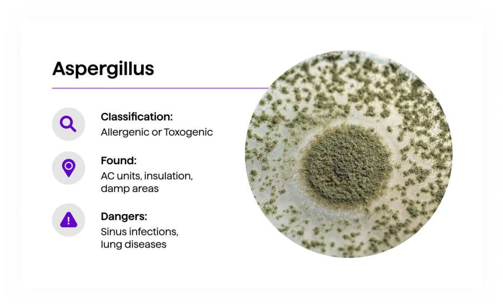 Aspergillus