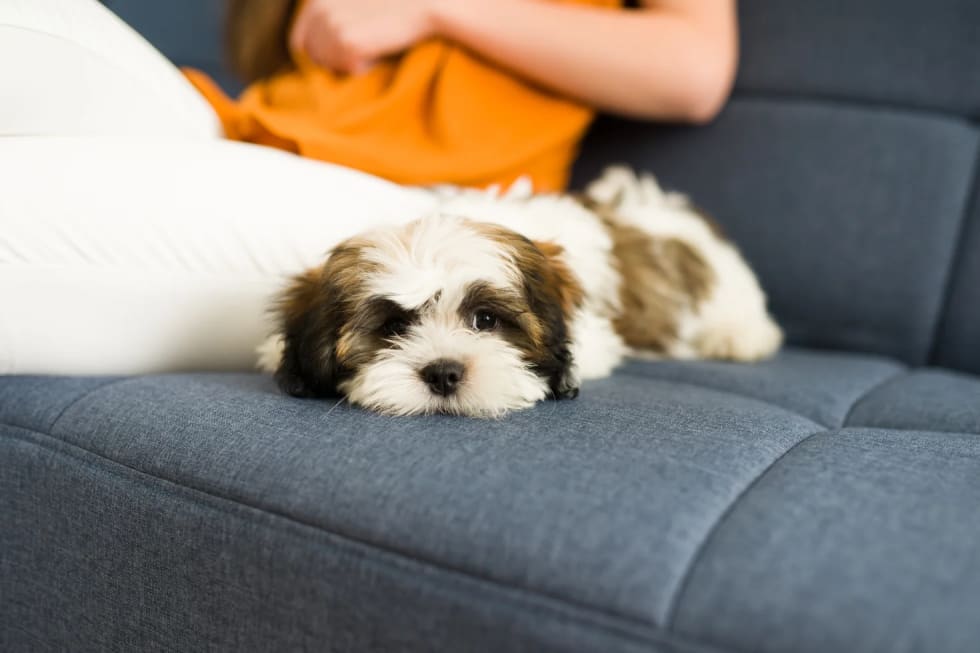 Lhasa Apso best dogs for apartment