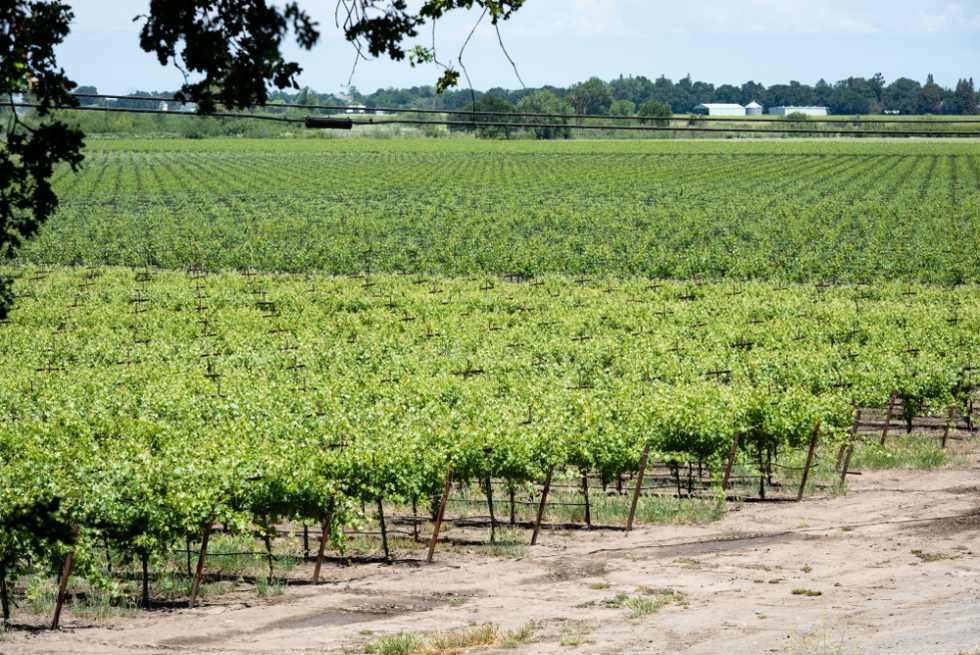 Vineyard Near Sacramento