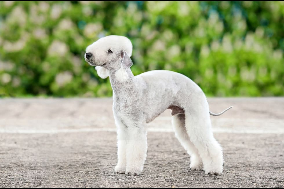 Bedlington Terrier best dogs for apartment
